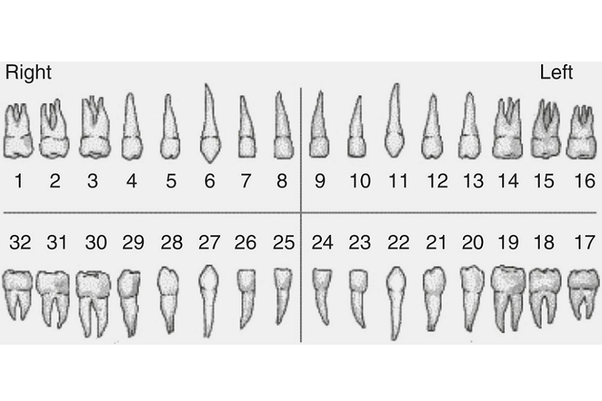 Numerazione denti3